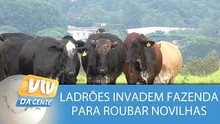 Ladrões invadem fazenda para roubar novilhas [upl. by Rehportsirhc]