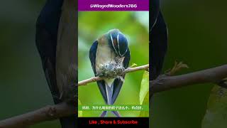 Whiskered Treeswift WingedWonders786 🦜 shorts birds wanderingbirds [upl. by Enuj]