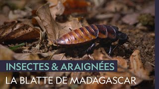 La blatte de Madagascar un cafard de 10 cm qui souffle quand il se sent menacé [upl. by Carin135]