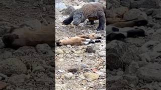 The big sound of his neck bones being strangled by the dinosaur😱🥶 komodo animals wildlife 😱🥶 [upl. by Ellecrag]