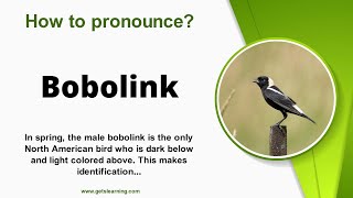 How to pronounce Bobolink Correctly in English [upl. by Oiromed392]