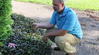 Bugleweed Ajuga reptans  Plant Identification [upl. by Myrlene]