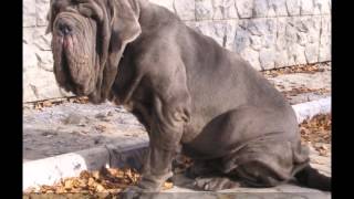 Dogs Neapolitan Mastiff dogs and puppies [upl. by Ajiat]