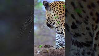 HDR ULTRA HD COLORS shorts shortvideo shortsviral shortsyoutube wildlife animals nature [upl. by Jeanelle]