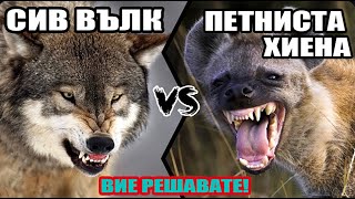 СИВ ВЪЛК СРЕЩУ ПЕТНИСТА ХИЕНА Вие Решавате кой ще победи Wolf VS Hyena знания и класации [upl. by Leighland]