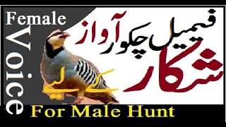 Partridge Chukar  Hunt  Female Chakor voice  Chakor Made Awaz  Chukar Birds Setup UrduHindi [upl. by Mohammed]