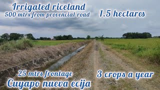 lot417 irrigated riceland 15 has 500 mtrs from provincial road 23M price cuyapo nueva ecija [upl. by Chaing860]