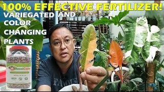 100 EFFECTIVE Best Fertilizer For Variegated Plants and Color Changing Philodendrons [upl. by Iila119]