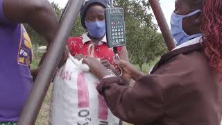 Macadamia Farming In Kenya A Look At Kakuzi Macadamia Farm [upl. by Sacttler]