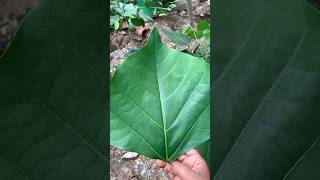 அழகு தேவதையா வலம் வரணுமா🥰😍💃கிஞ்சுகம் மரம்naturehealthylivingshorts [upl. by Ahsan]