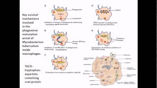 Mycobacterium tuberculosis infection and diseases [upl. by Nahij]