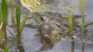 Pelophylax perezi  Rana común  Iberian waterfrog [upl. by Aihtenak352]