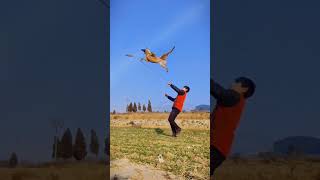 Malinois Majesty Epic Jump Collection 🐾MyPetsie [upl. by Green]