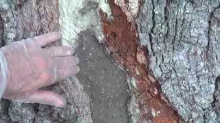 LIVE OAK Tree lightning hole concrete repair APRIL 12 2015 [upl. by Enymsaj191]