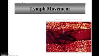 Lymph and tissue Fluid [upl. by Nahsad]