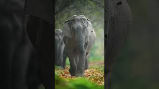 ELEFANTE INDIANO Elephas maximus indicus [upl. by Athalia]