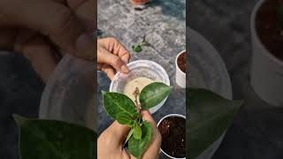 Mandevilla propagation trick iamthegardener mandevillavine plantpropagation plantcaretips [upl. by Vershen]