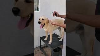 Watch a Labrador Good Boy Deshedding Shorts [upl. by Amehsyt]