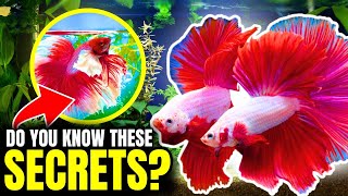 Betta Fish Care Everything You NEED To Know [upl. by Demp91]