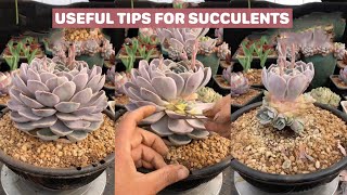 Useful Tips For Succulents  Part 38  多肉植物  다육이들  Suculentas [upl. by Aihsened163]