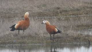 Pair of ruddy shelduck Tadorna ferruginea [upl. by Wenn]