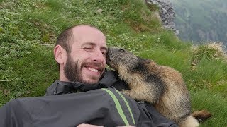 Marmot Attack  Attaque de Marmotte [upl. by Llertnov]