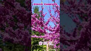 Cercis Chinensis 紫荆花 [upl. by Walke]