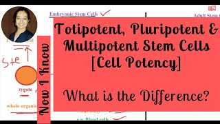 Totipotent Pluripotent amp Multipotent Stem Cells  What is the Difference Cell Potency [upl. by Zinnes66]