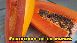 Infusión de semillas de papaya BENEFICIOS Y PROPIEDADES para nuestra salud digestiva 👍👏 [upl. by Andrews]