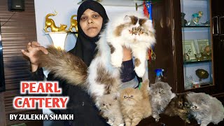 High Quality Persian Cats At Pearl Cattery By Zulekha Shaikh [upl. by Ame577]