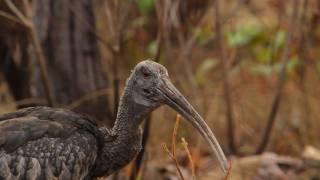 Wild Haven of Cambodia [upl. by Yanal]