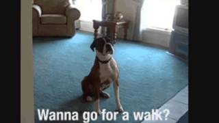 Dog gifs compilation [upl. by Frager]