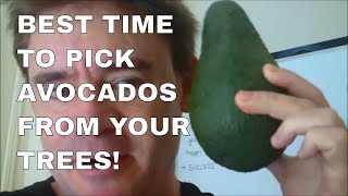 The Best Time to Pick Your Avocados from your Tree [upl. by Atnoid608]