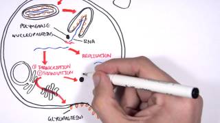 Ebola Virus [upl. by Tamah]