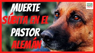 🔴 ENFERMEDADES EN PERROS PASTOR ALEMÁN 🔴 MUERTE SÚBITA [upl. by Aihsital535]