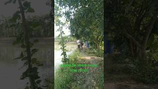 fish fishery farm bangladesh china india goodfoodinthevillage [upl. by Bivins305]