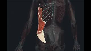 Musculus Obliquus externus abdominis [upl. by Myrvyn274]