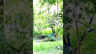 Peacock in slow motion 😊 shorts urbanbirds birdsonearth bbcearth [upl. by Underwood]