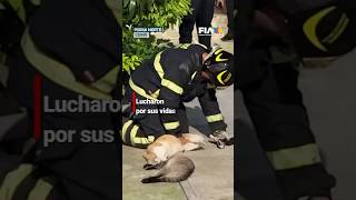 Dos gatitos murieron durante un incendio en departamento en la CDMX [upl. by Posner]