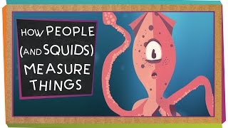 How People And Squids Measure Things [upl. by Adlesirk313]