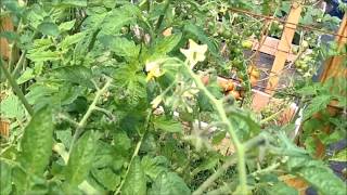 Septoria Leaf Spot on Tomatos part 1 [upl. by Ym]