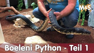 Boeleni Python – Teil 1  Haltung amp Terrarium  Markus Borer [upl. by Einatsed688]