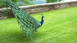 peacock enjoy rainy season with peacock dance [upl. by Oys]