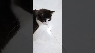 KAKI NYA GEMETERAN shorts youtube cute cat [upl. by Wasserman497]