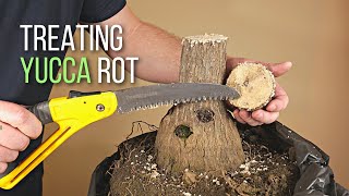 Saving a Yucca plant with extensive trunk rot [upl. by Jahdai]