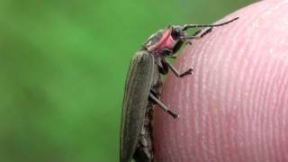 Ellychnia Fireflies Lampyridae Ellychnia corrusca Mating [upl. by Samalla943]