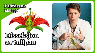 Labforsøk biologi 1  Disseksjon av tulipan [upl. by Tyika506]