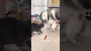 Dogs prevent fighting between cats😂🤣  dog cats animals pets comedy [upl. by Mihar]