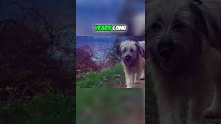 Meet the Pyrenean Shepherd  A Dog With Ancient History [upl. by Ycart]