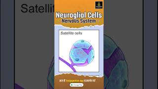 Neuroglia in Hindi  Nervous System  Types  Functions  Structure Neuroglia nervoussystem [upl. by Waldman]